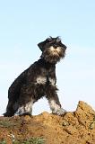 SCHNAUZER NAIN 034